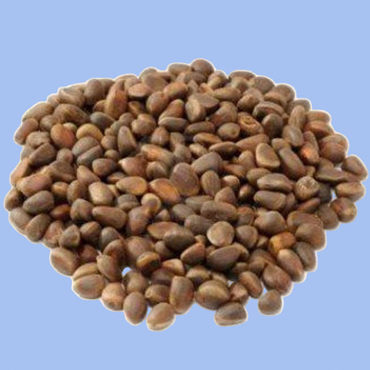 Pine Nuts in Shell